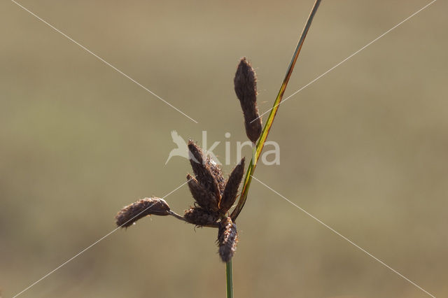 Sea Club-rush (Bolboschoenus maritimus)