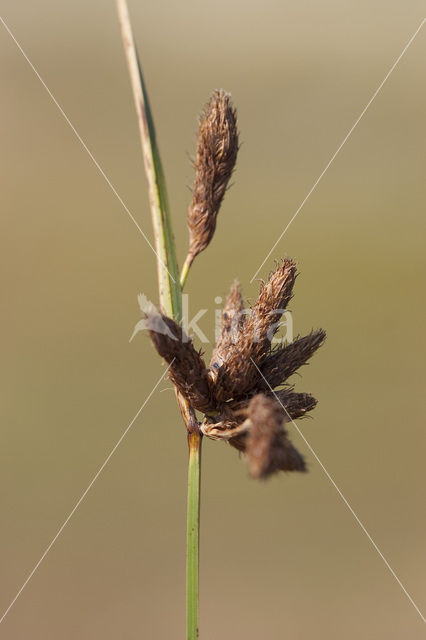 Sea Club-rush (Bolboschoenus maritimus)