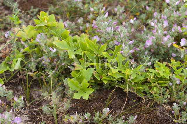 Heggerank (Bryonia dioica)