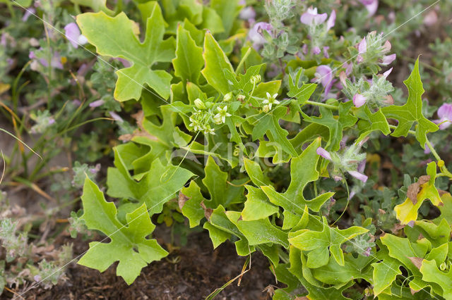 Heggerank (Bryonia dioica)