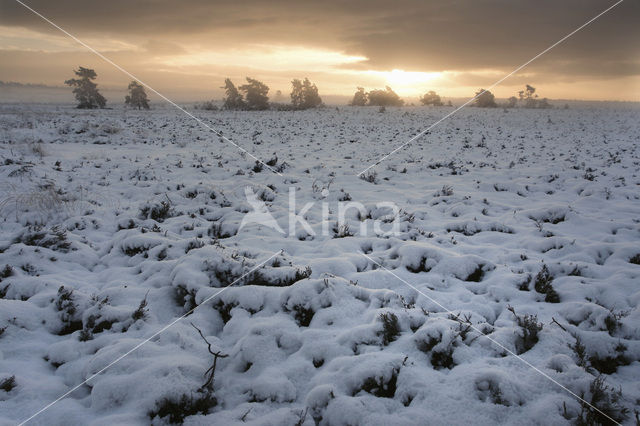 Hoog Buurlose Heide