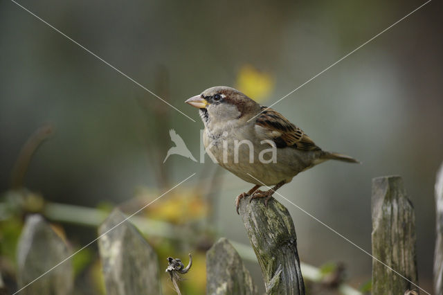 Huismus (Passer domesticus)