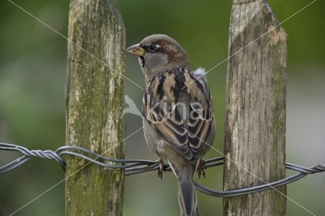 Huismus (Passer domesticus)