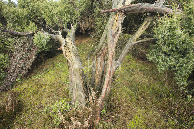 Jeneverbes (Juniperus communis)