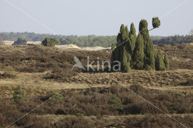 Jeneverbes (Juniperus communis)