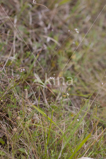 Kalkbedstro (Asperula cynanchica)