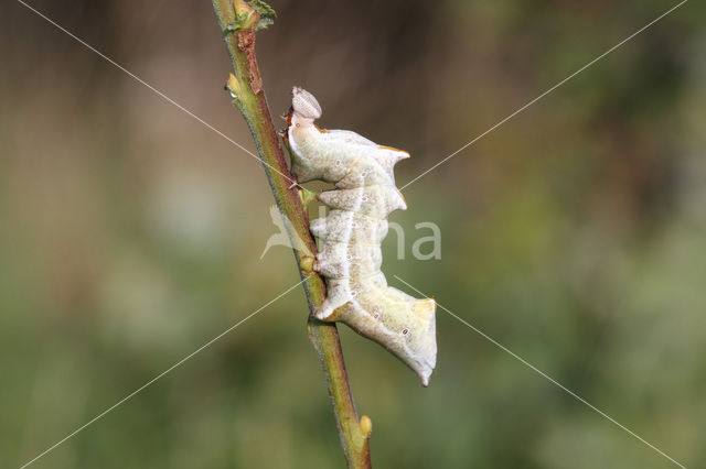 Kameeltje (Notodonta ziczac)