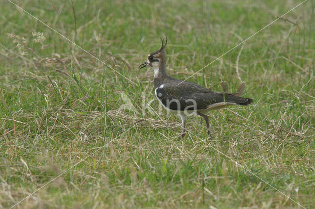 Kievit (Vanellus vanellus)