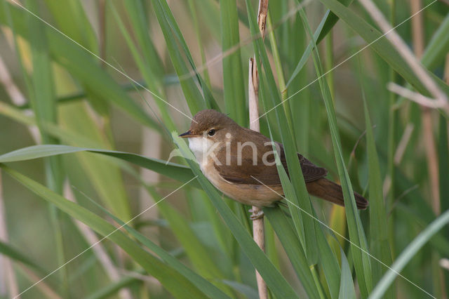 Kleine Karekiet (Acrocephalus scirpaceus)