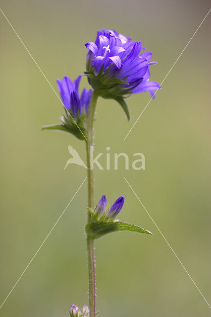 Kluwenklokje (Campanula glomerata)