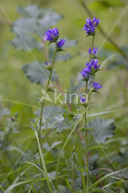 Kluwenklokje (Campanula glomerata)