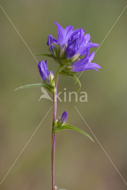 Kluwenklokje (Campanula glomerata)