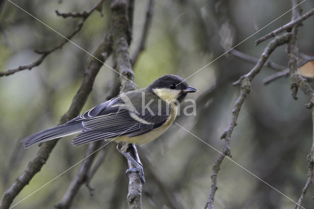 Koolmees (Parus major)