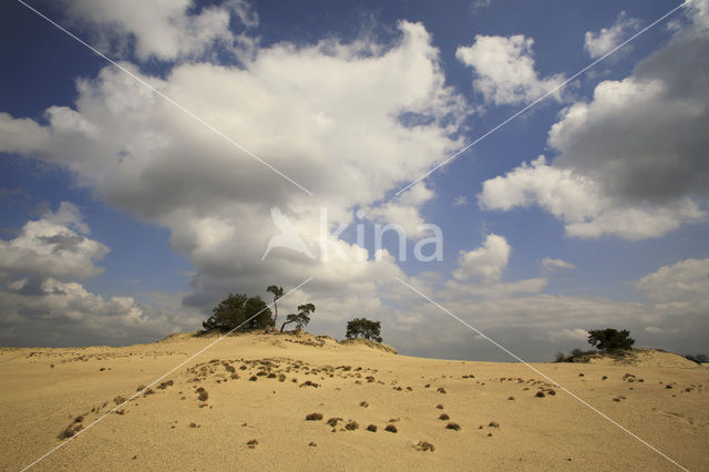 Kootwijkerzand