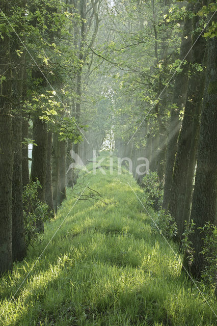 Kootwijkerzand