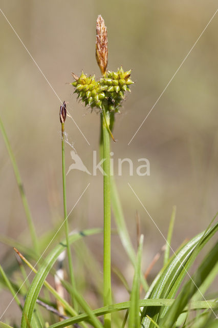 Long-bracted Sedge (Carex extensa)