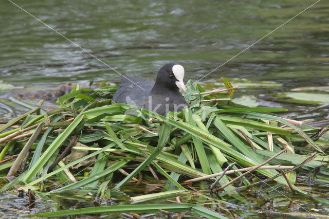 Meerkoet (Fulica atra)