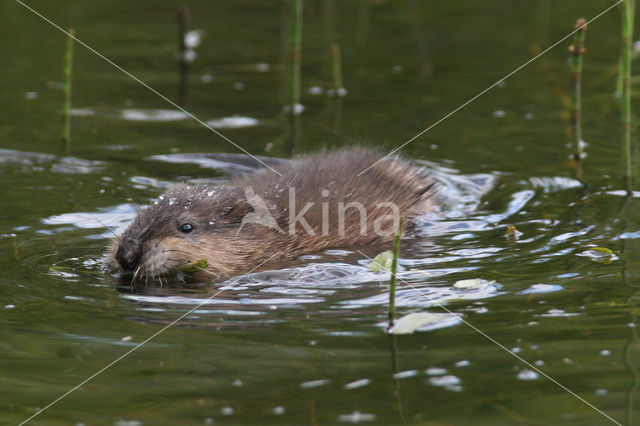 Muskusrat