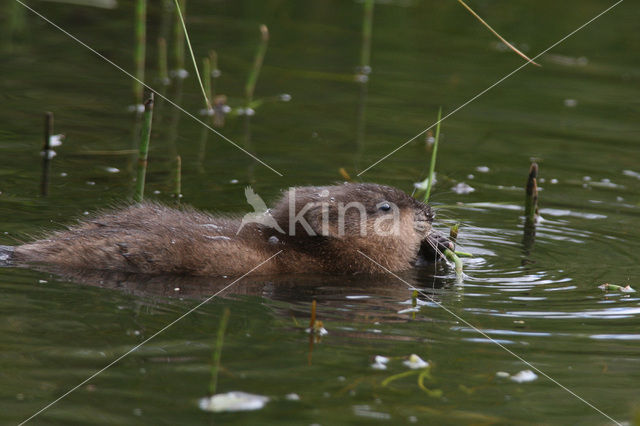 Muskusrat