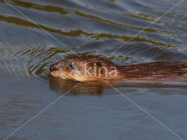 Muskusrat