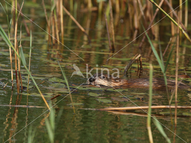 Muskusrat