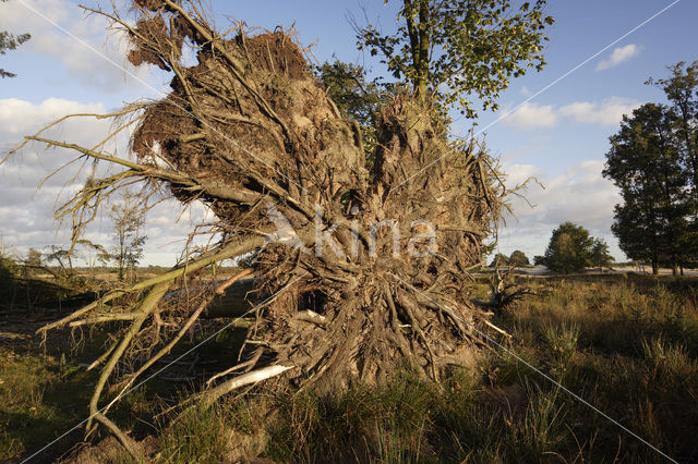 Nationaal Park Drents-Friese Wold