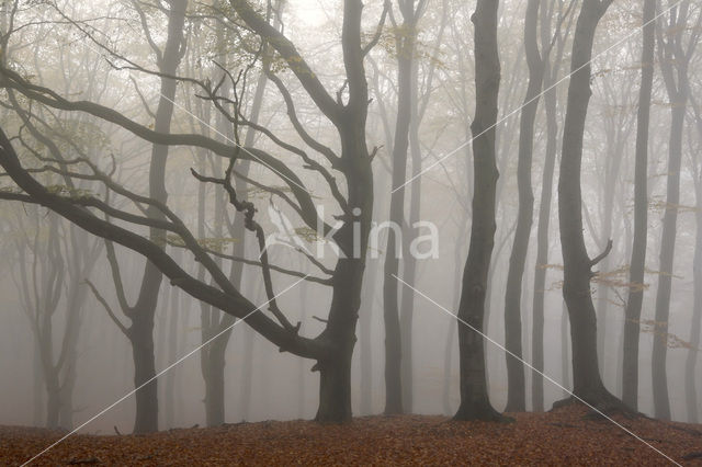 Nationaal Park Veluwezoom