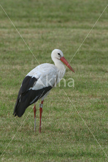 Ooievaar (Ciconia ciconia)