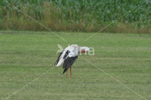 Ooievaar (Ciconia ciconia)