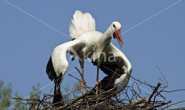 Ooievaar (Ciconia ciconia)