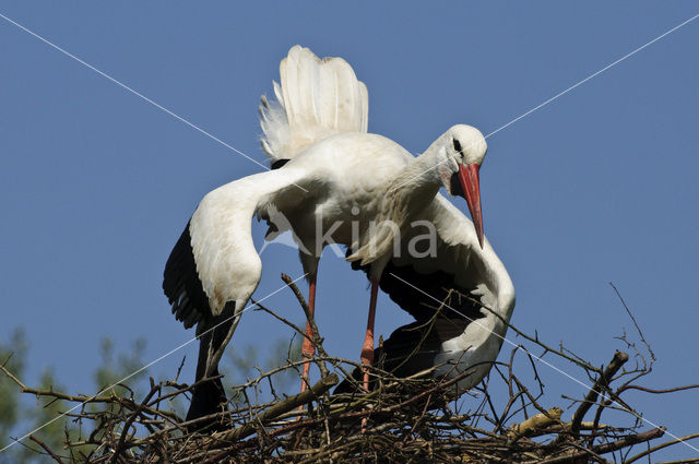 Ooievaar (Ciconia ciconia)