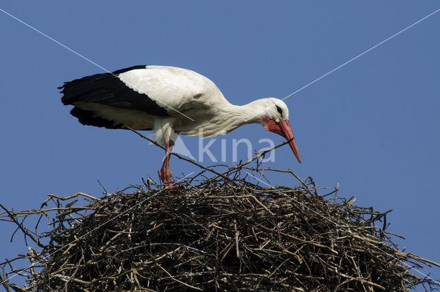 White Stork (Ciconia ciconia)