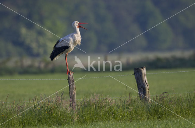 Ooievaar (Ciconia ciconia)