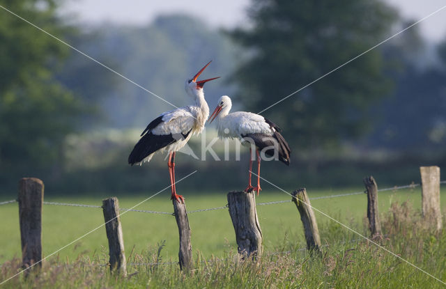 Ooievaar (Ciconia ciconia)