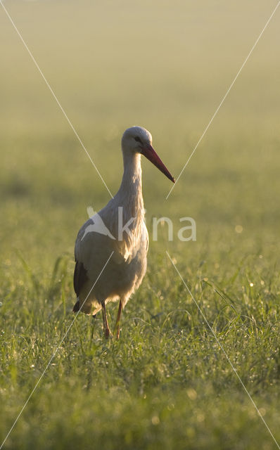 Ooievaar (Ciconia ciconia)