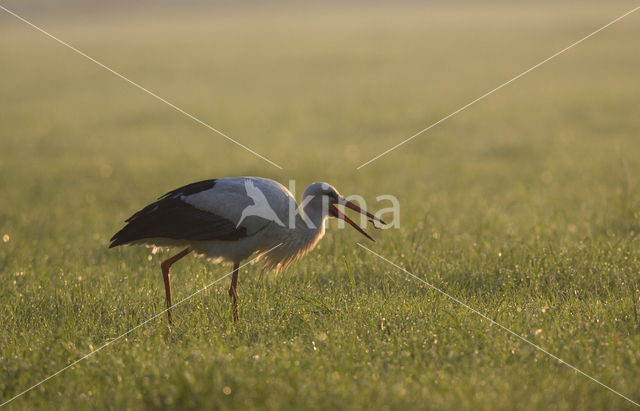 Ooievaar (Ciconia ciconia)