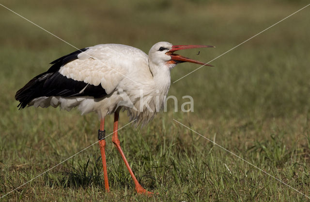 Ooievaar (Ciconia ciconia)