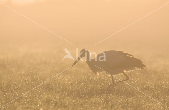 Ooievaar (Ciconia ciconia)