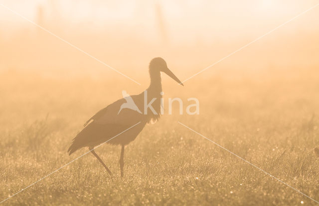 Ooievaar (Ciconia ciconia)