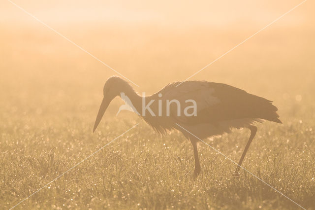 Ooievaar (Ciconia ciconia)