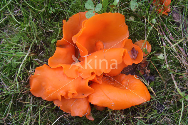 Oranje bekerzwam (Aleuria aurantiaca)