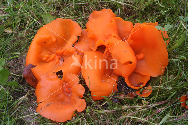 Oranje bekerzwam (Aleuria aurantiaca)