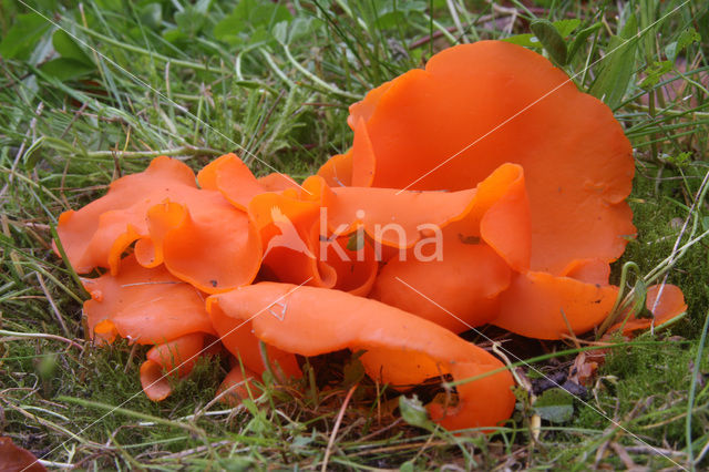 Oranje bekerzwam (Aleuria aurantiaca)