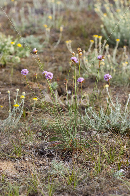 Plantain Thrift (Armeria alliacea)