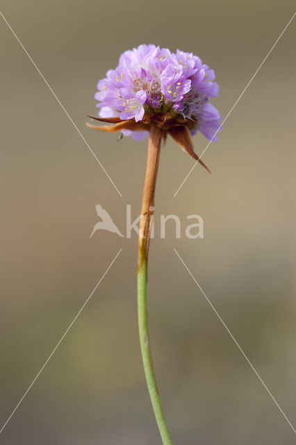 Plantain Thrift (Armeria alliacea)