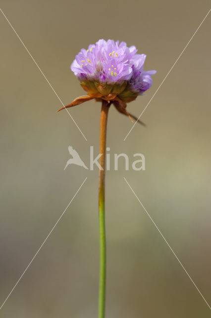 Plantain Thrift (Armeria alliacea)