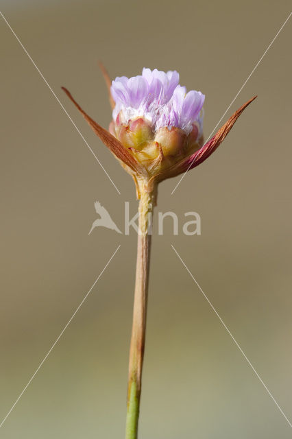 Plantain Thrift (Armeria alliacea)