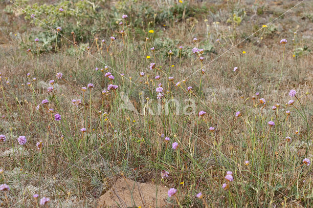 Plantain Thrift (Armeria alliacea)