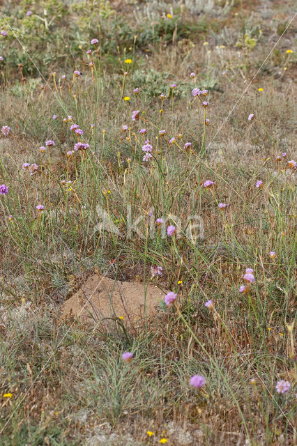 Plantain Thrift (Armeria alliacea)