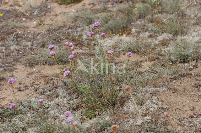 Plantain Thrift (Armeria alliacea)